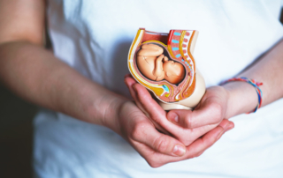 mujer sujetando un modelo anatomico de un feto