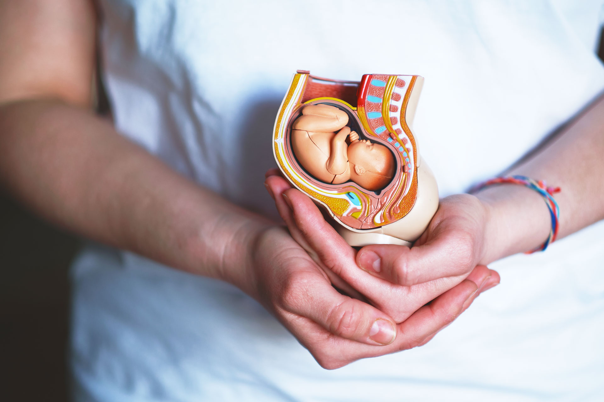 mujer sujetando un modelo anatomico de un feto